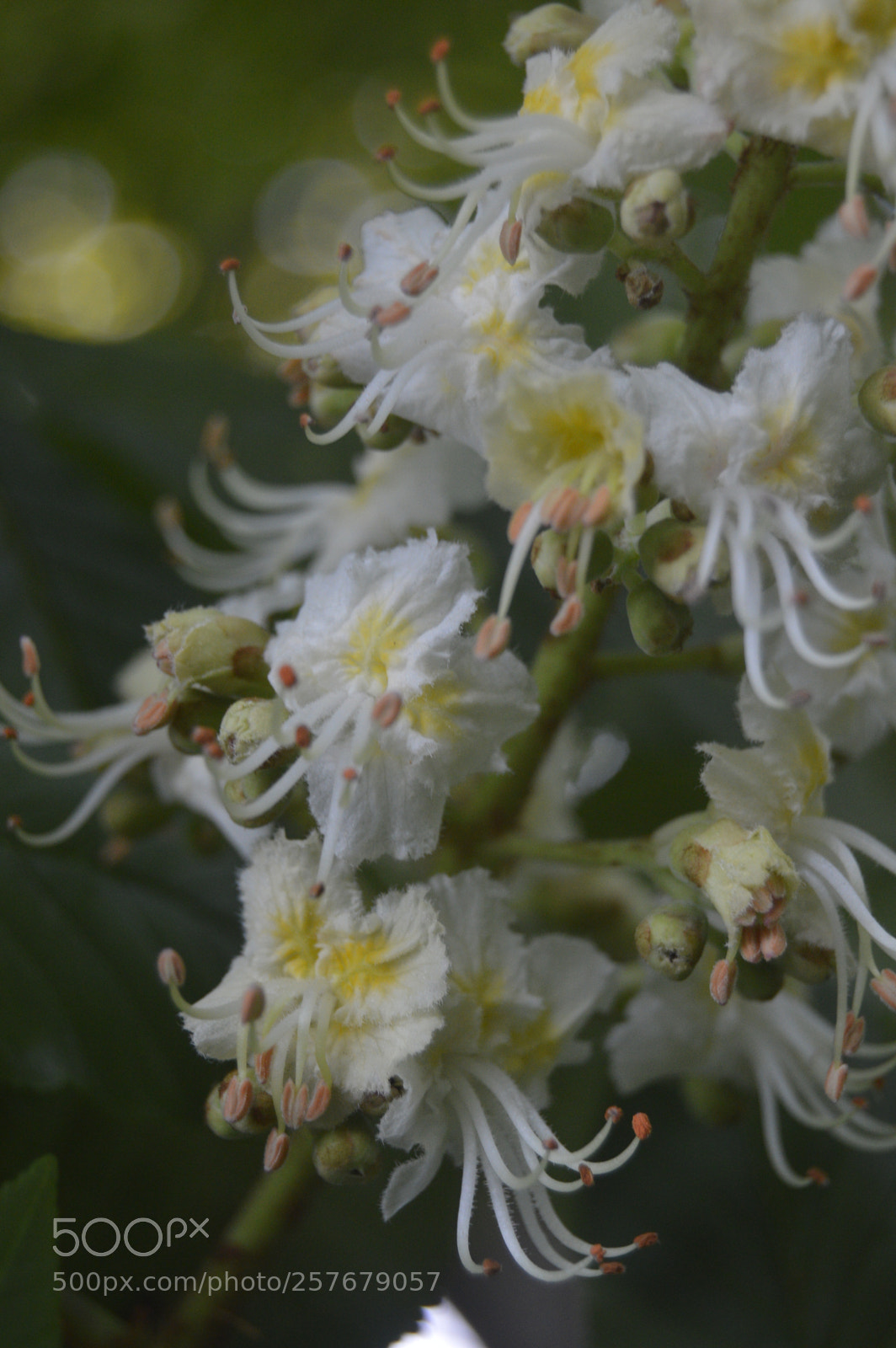 Nikon D3200 sample photo. Skøn natur photography