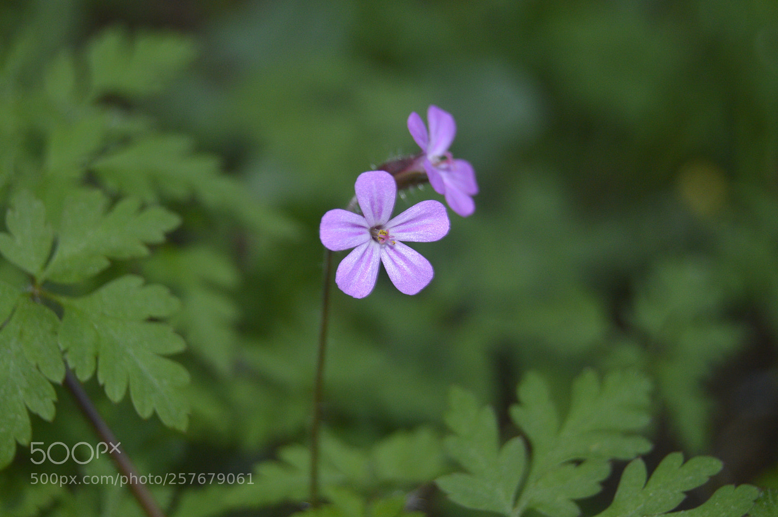 Nikon D3200 sample photo. Skøn natur photography