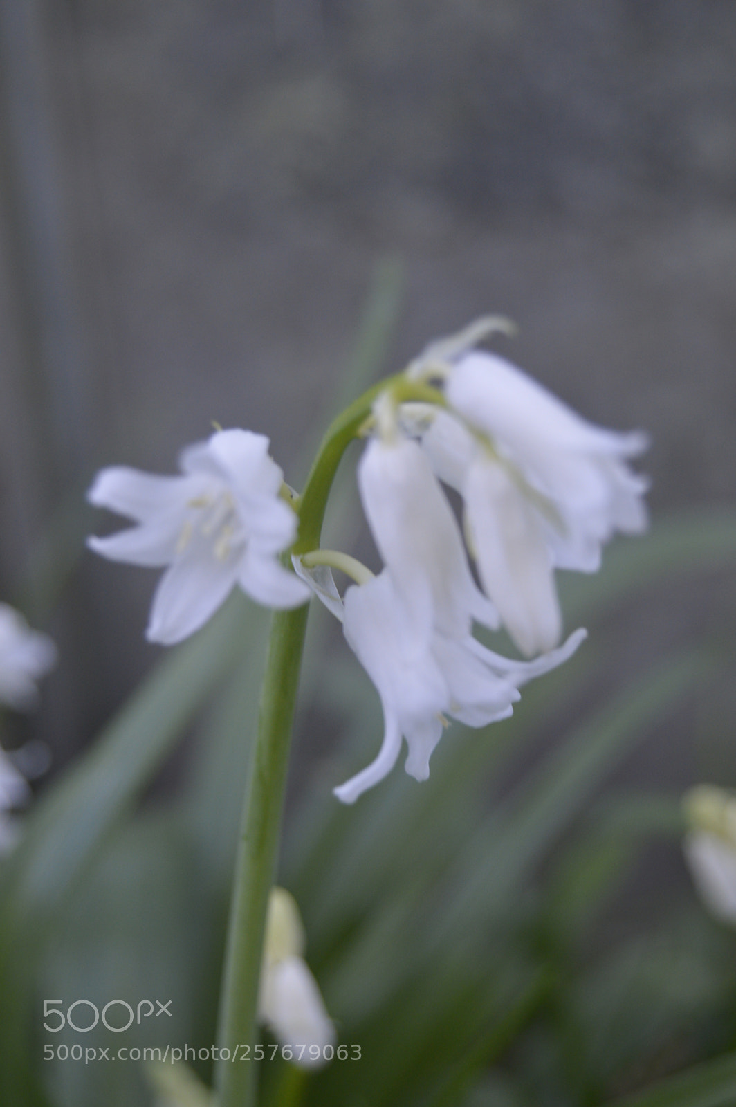 Nikon D3200 sample photo. Skøn natur photography