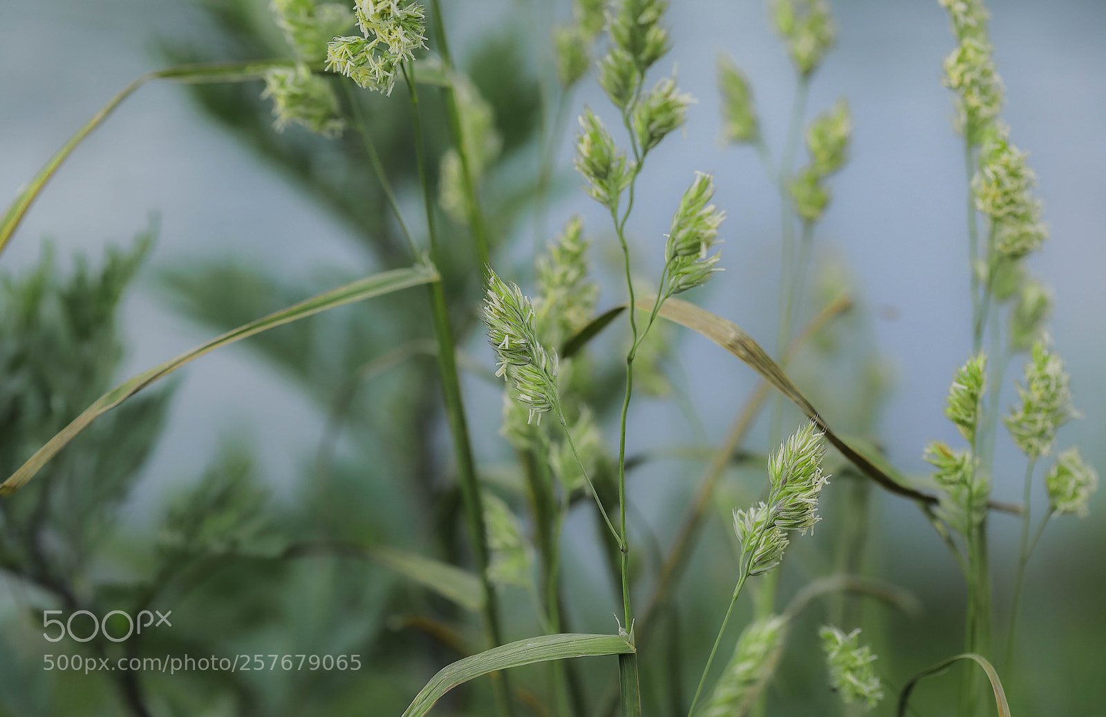 Canon EOS 5D Mark IV sample photo. Guten morgen sonntag photography