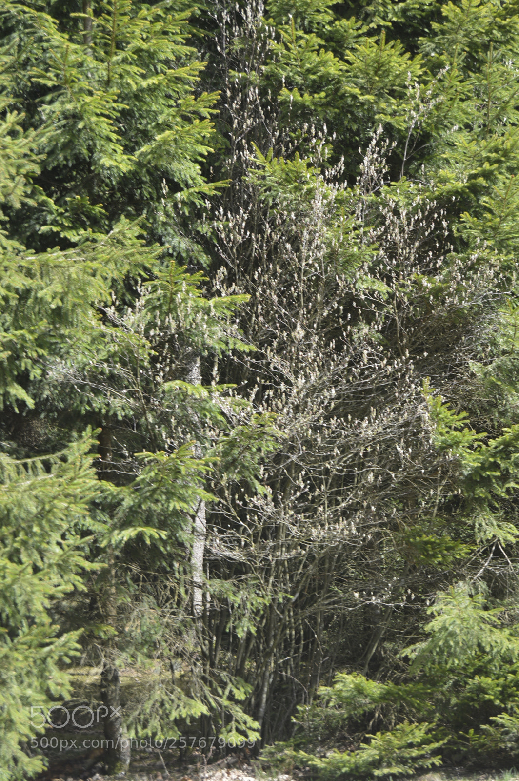 Nikon D3200 sample photo. Skøn natur photography