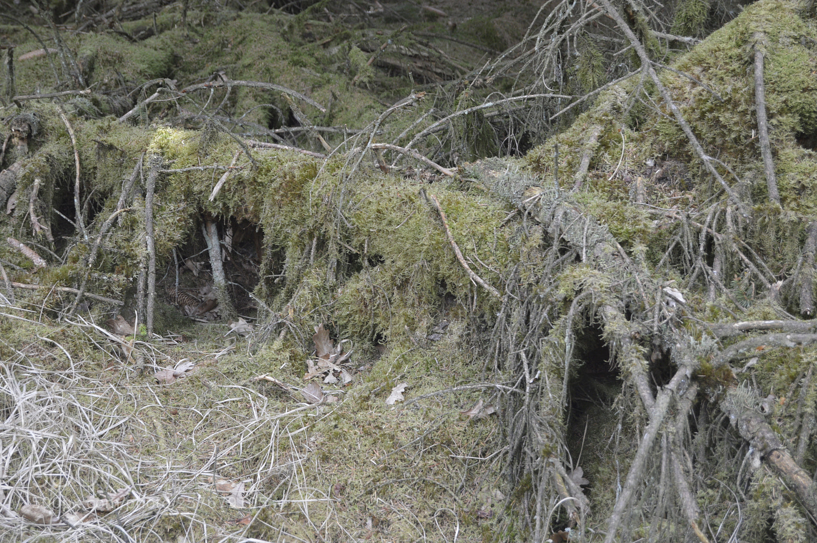 Nikon D3200 sample photo. Skøn natur photography