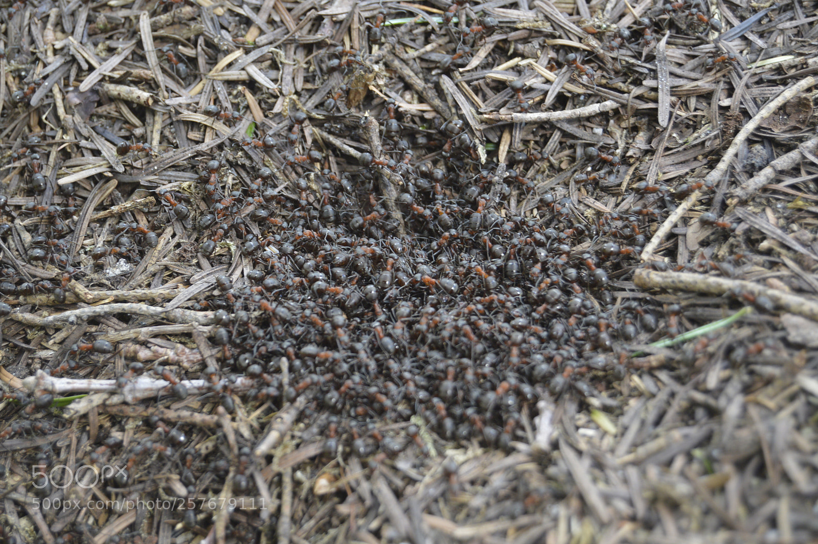 Nikon D3200 sample photo. Skøn natur photography