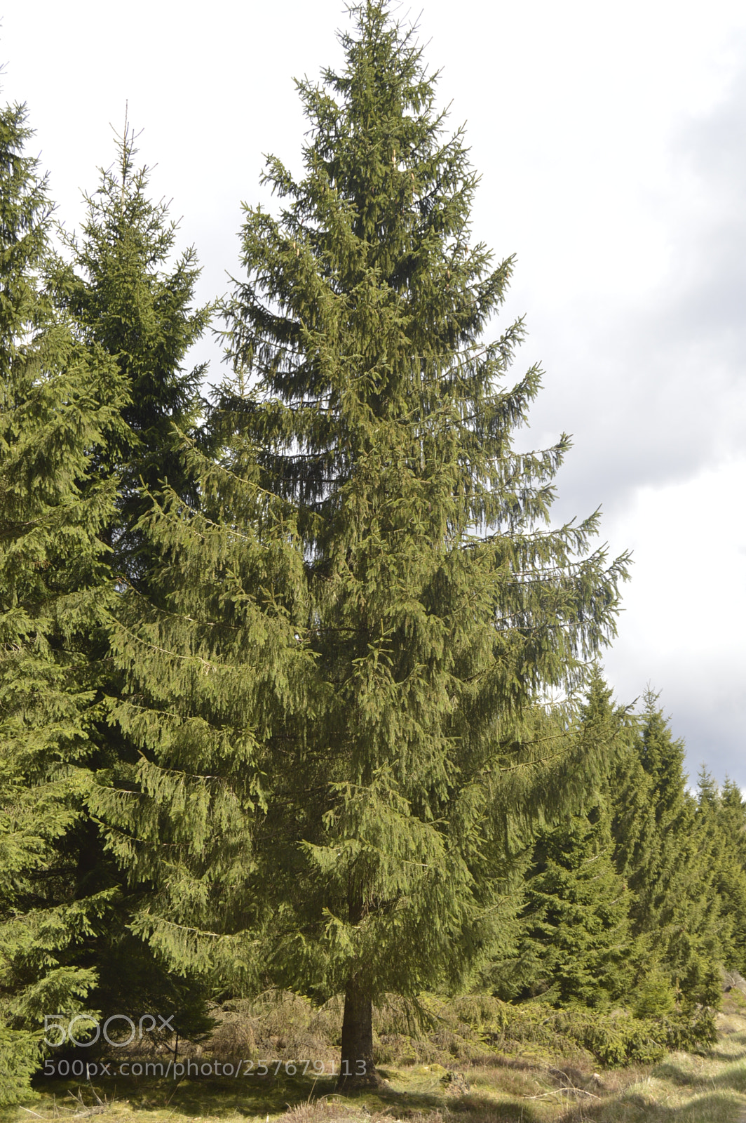 Nikon D3200 sample photo. Skøn natur photography