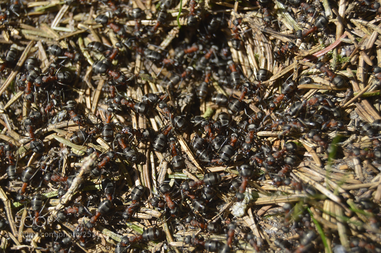 Nikon D3200 sample photo. Skøn natur photography