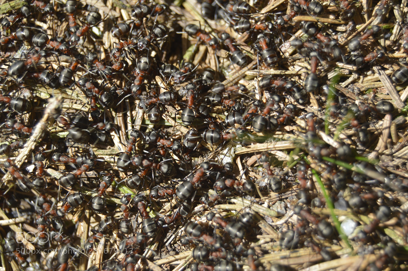 Nikon D3200 sample photo. Skøn natur photography