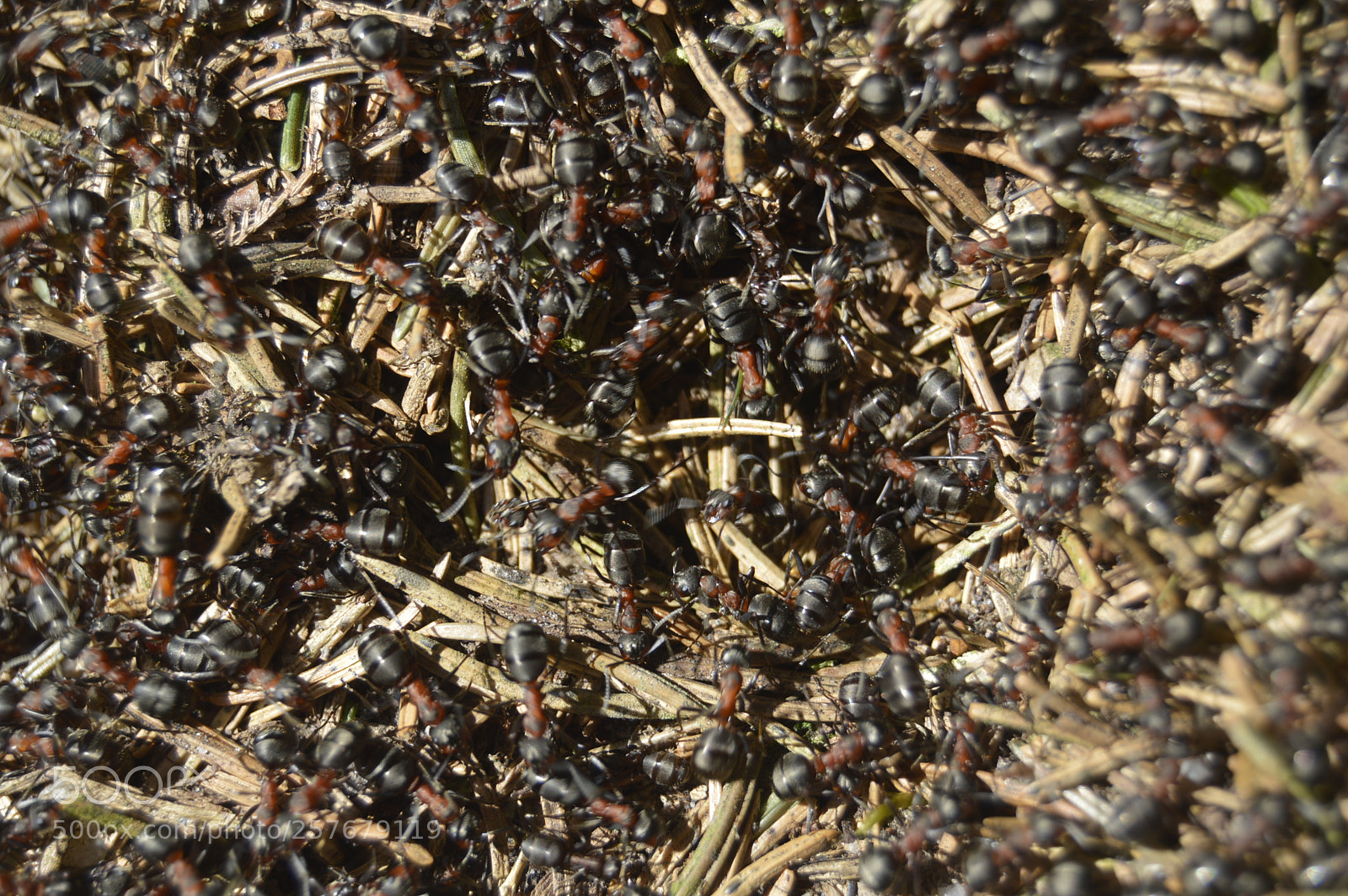 Nikon D3200 sample photo. Skøn natur photography