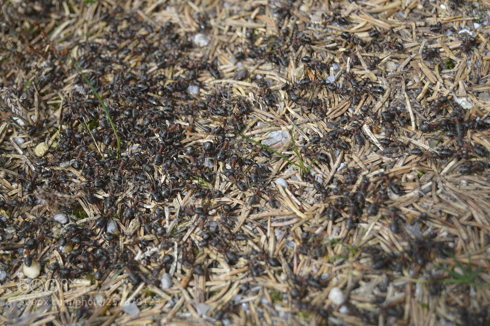 Nikon D3200 sample photo. Skøn natur photography