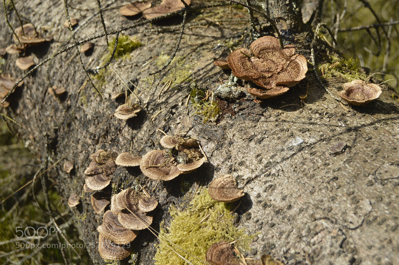 Nikon D3200 sample photo. Skøn natur photography