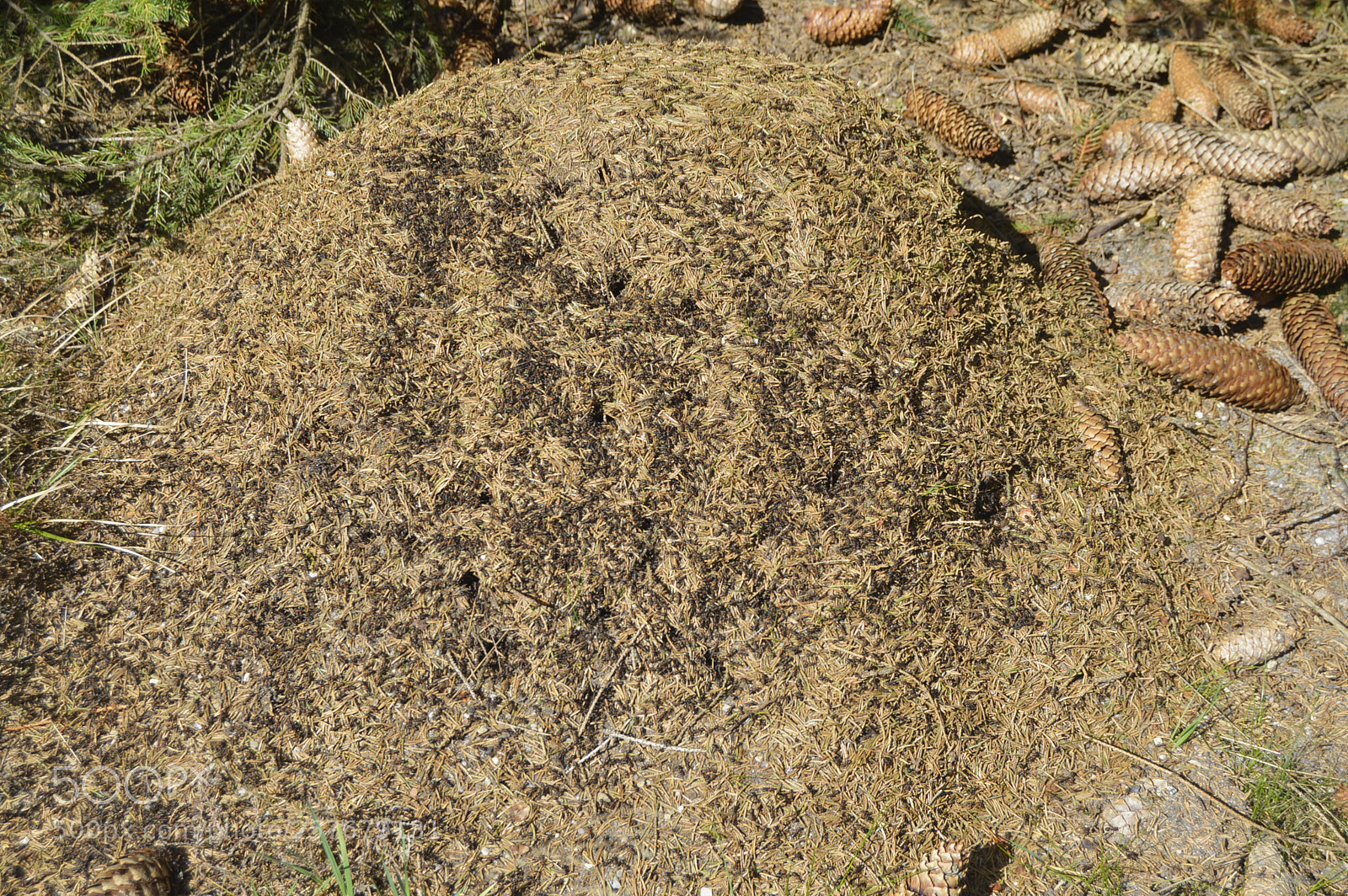 Nikon D3200 sample photo. Skøn natur photography