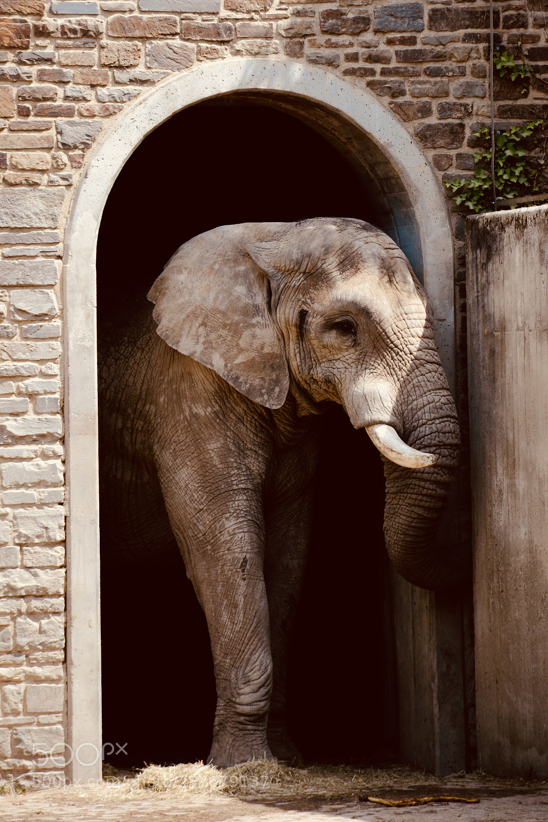 Nikon D7100 sample photo. Tusker photography
