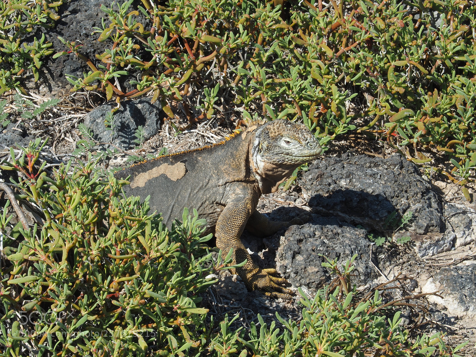 Olympus OM-D E-M5 II sample photo. Iguana hidden in the photography