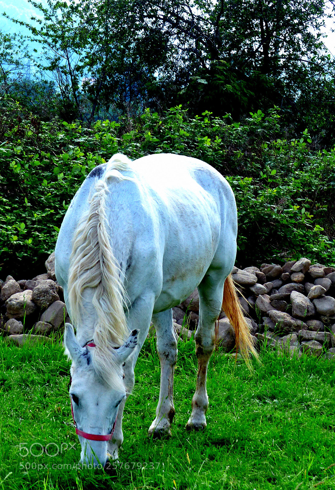 Panasonic Lumix DMC-FZ200 sample photo. Horse. photography
