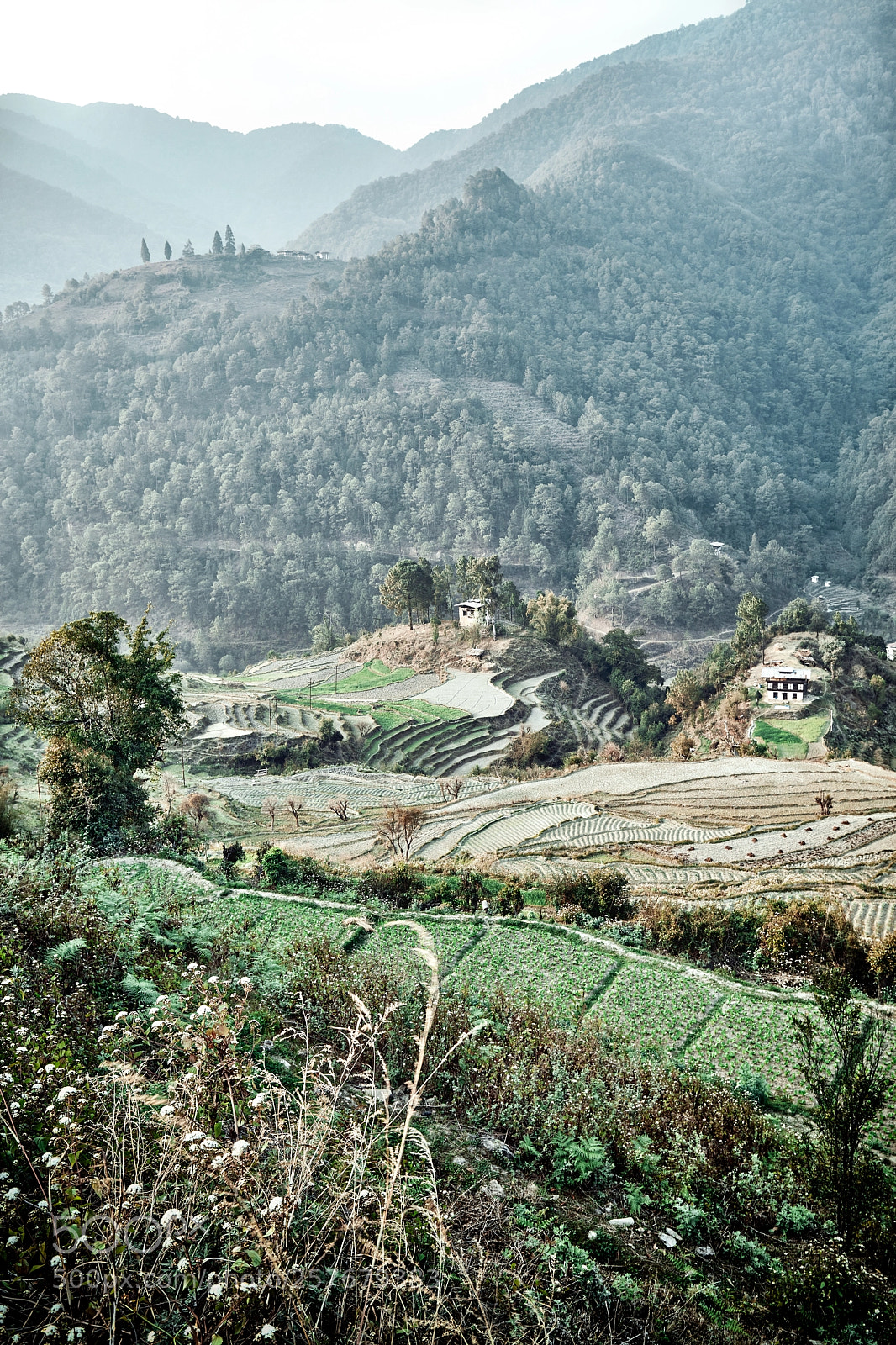 Canon EOS 5DS R sample photo. Bhutan: rice terraces ii. photography