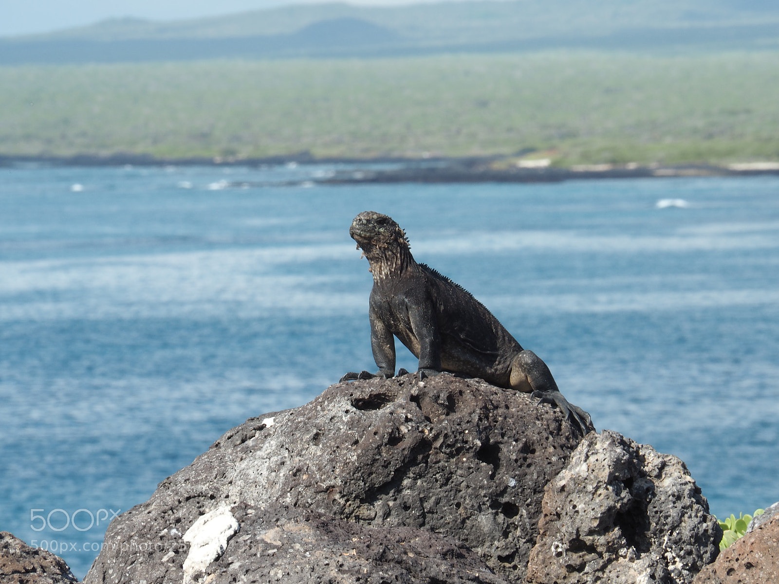 Olympus OM-D E-M5 II sample photo. Marine iguana at the photography