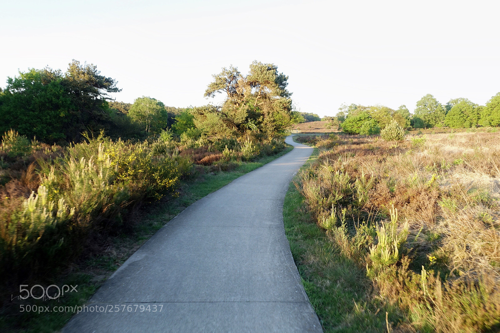 Sony Cyber-shot DSC-RX100 III sample photo. Veluwezoom np cycling roads photography