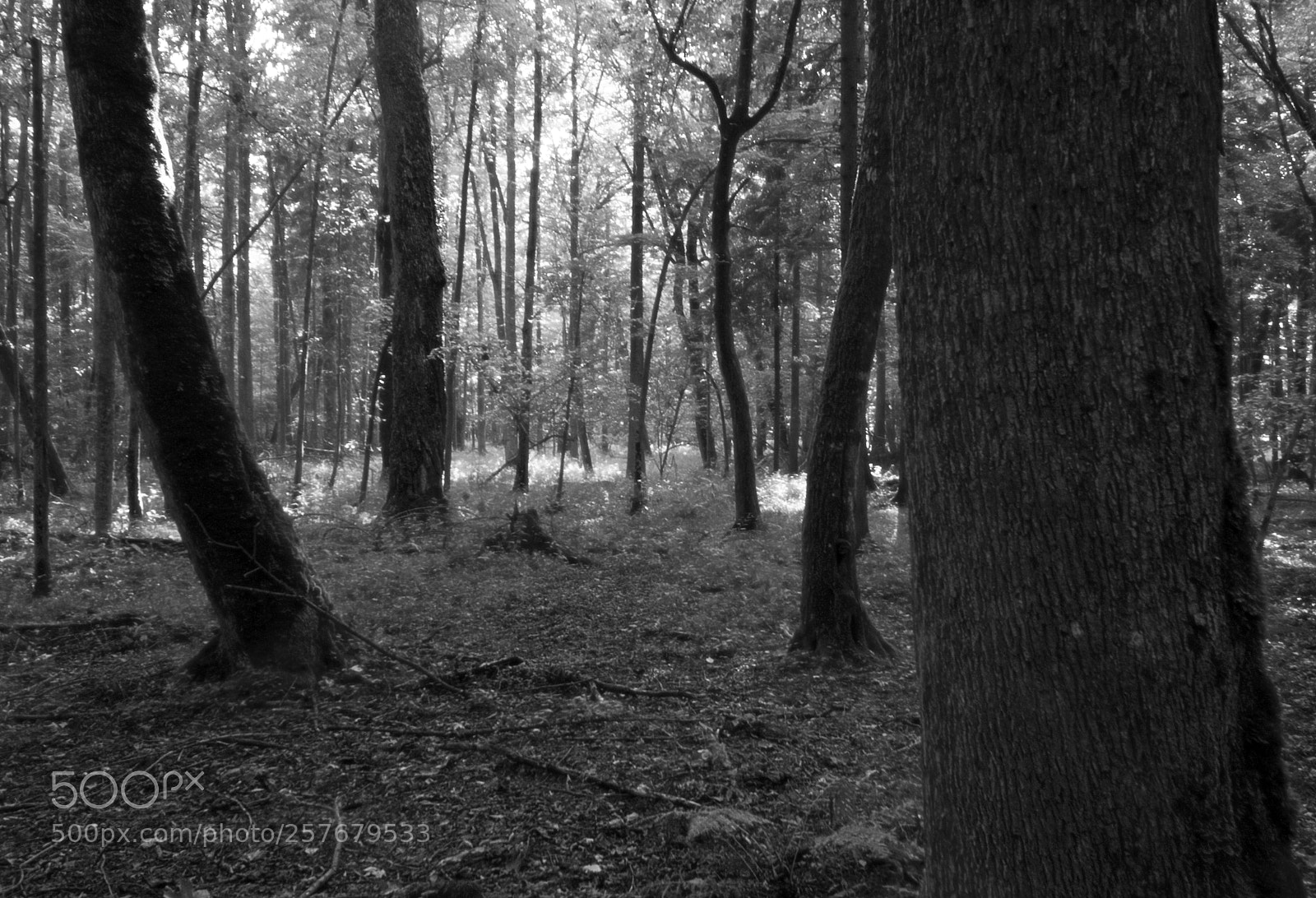 Canon EOS 350D (EOS Digital Rebel XT / EOS Kiss Digital N) sample photo. Ancient forest o photography
