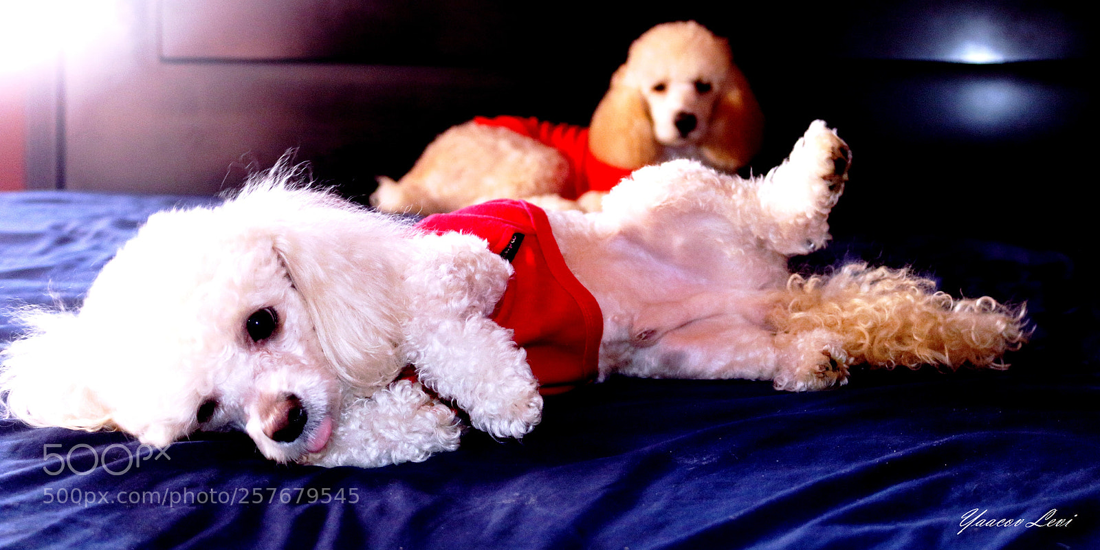Canon EOS 70D sample photo. Oso y balou photography