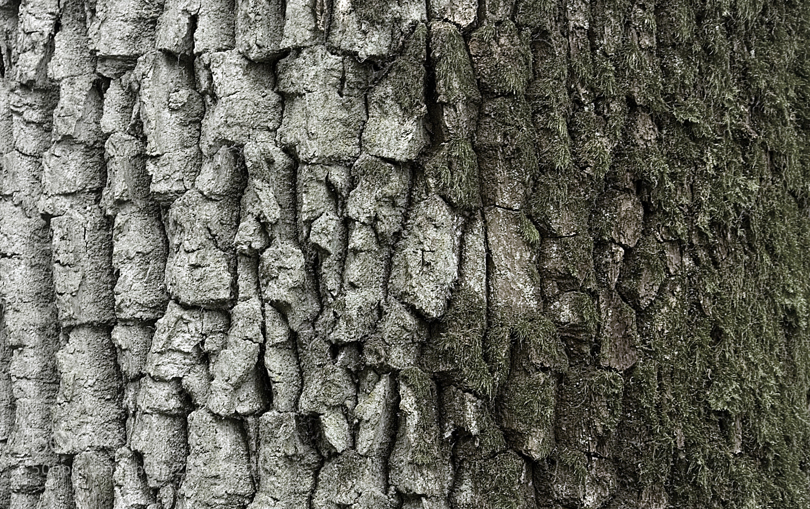 Canon EOS 350D (EOS Digital Rebel XT / EOS Kiss Digital N) sample photo. Ancient tree o photography