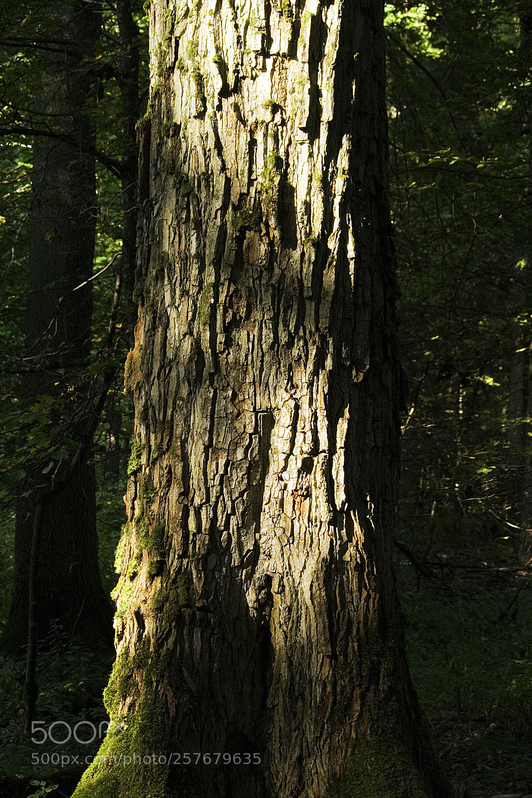 Canon EOS 350D (EOS Digital Rebel XT / EOS Kiss Digital N) sample photo. Ancient trunk o photography