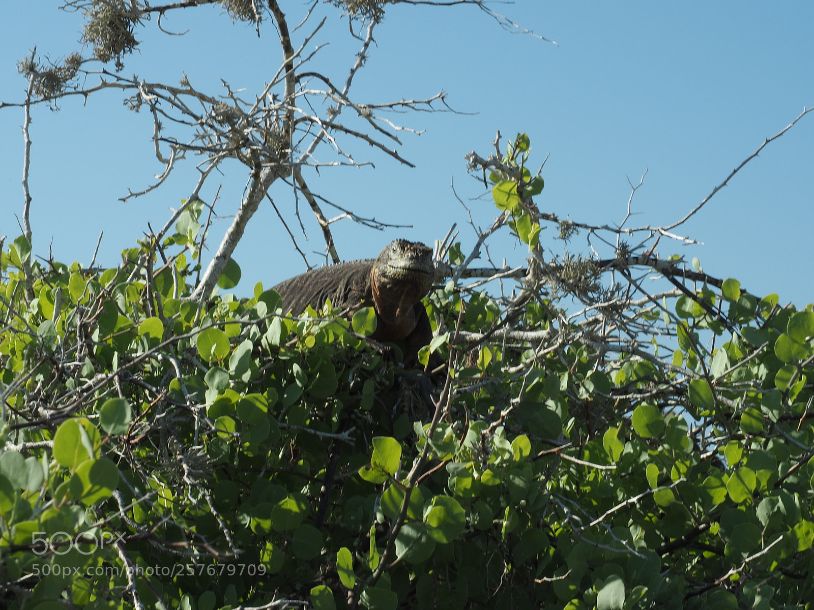 Olympus OM-D E-M5 II sample photo. Land iguana in the photography