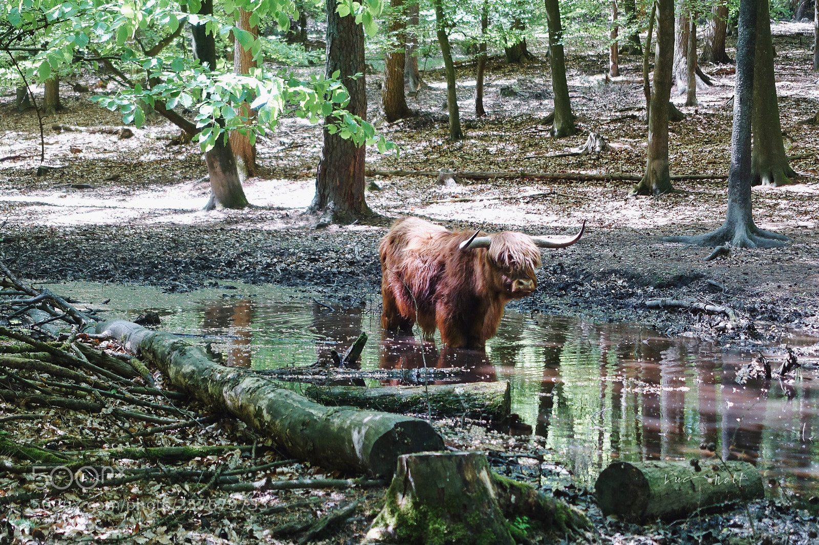 Sony Cyber-shot DSC-RX100 III sample photo. Scottish cow in dutch photography