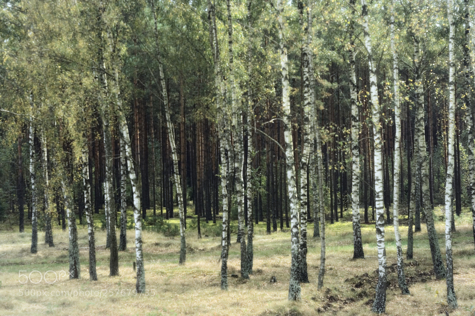 Canon EOS 350D (EOS Digital Rebel XT / EOS Kiss Digital N) sample photo. Birch forest o photography