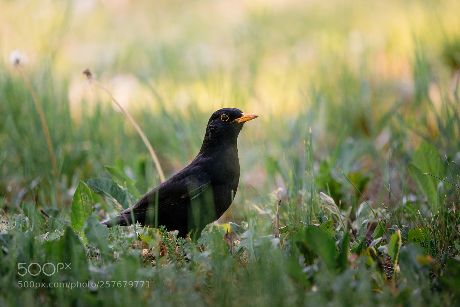 Nikon D610 sample photo. Blackbird photography