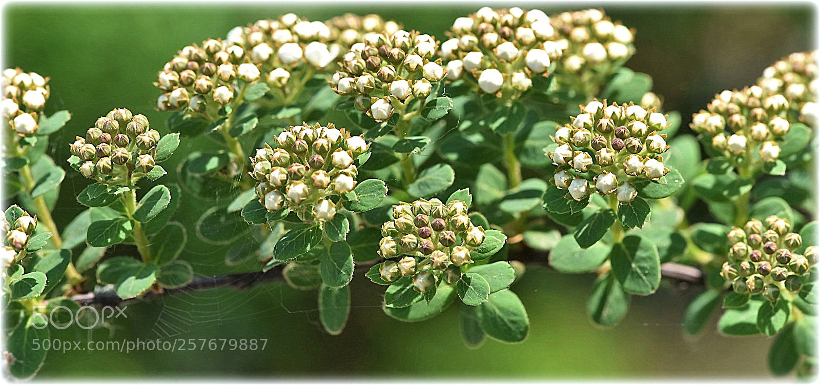 Nikon D810 sample photo. "ornament" photography