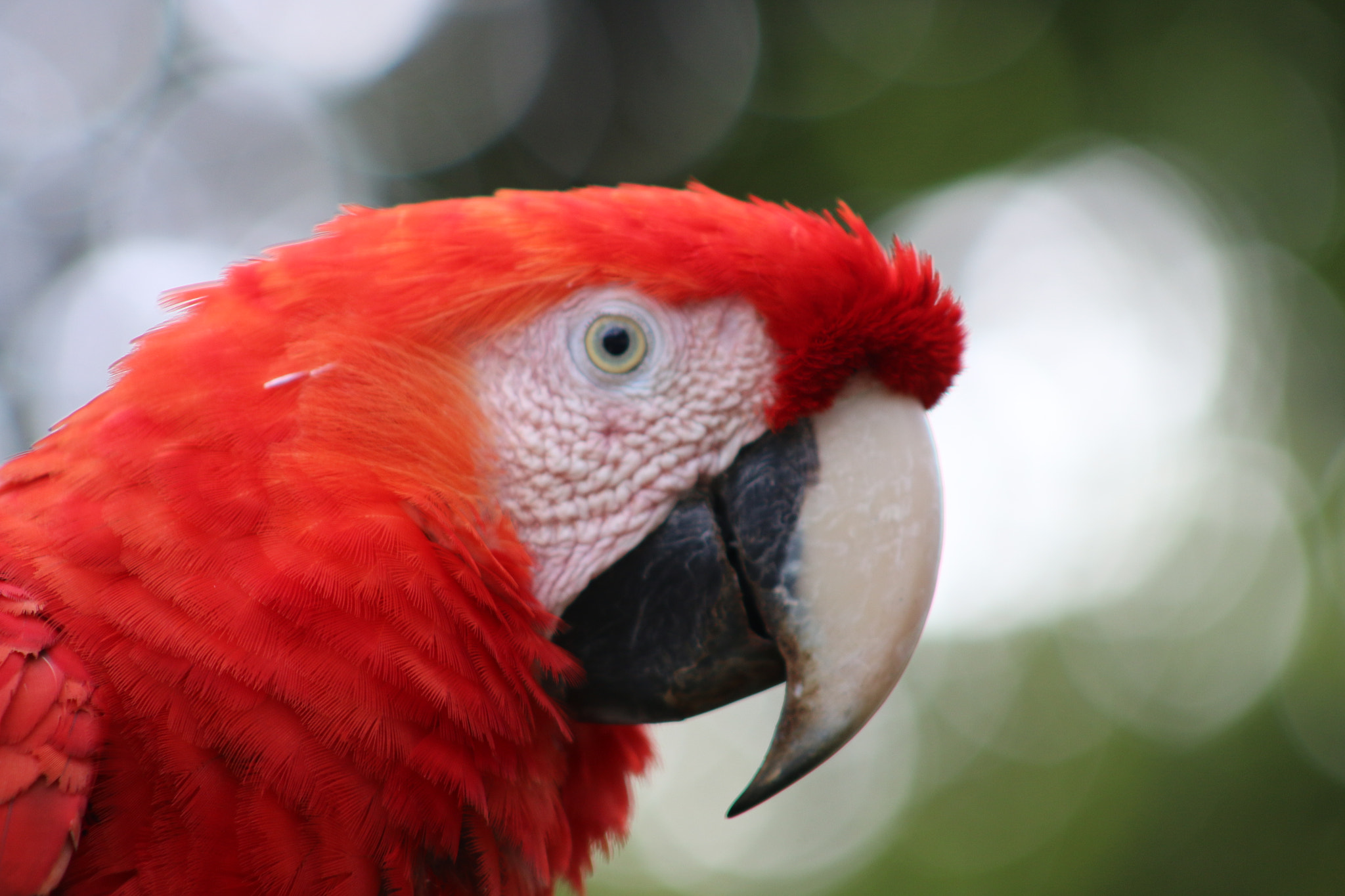 Canon EF 75-300mm f/4-5.6 sample photo. Guacamaya photography