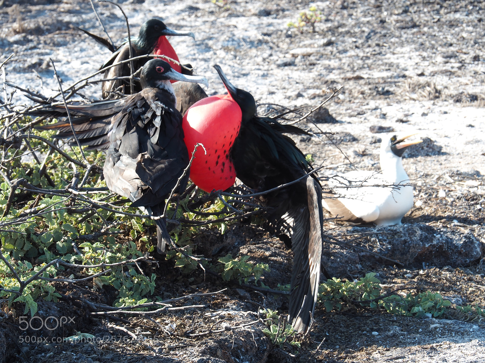 Olympus OM-D E-M5 II sample photo. Male frigatebird trying to photography