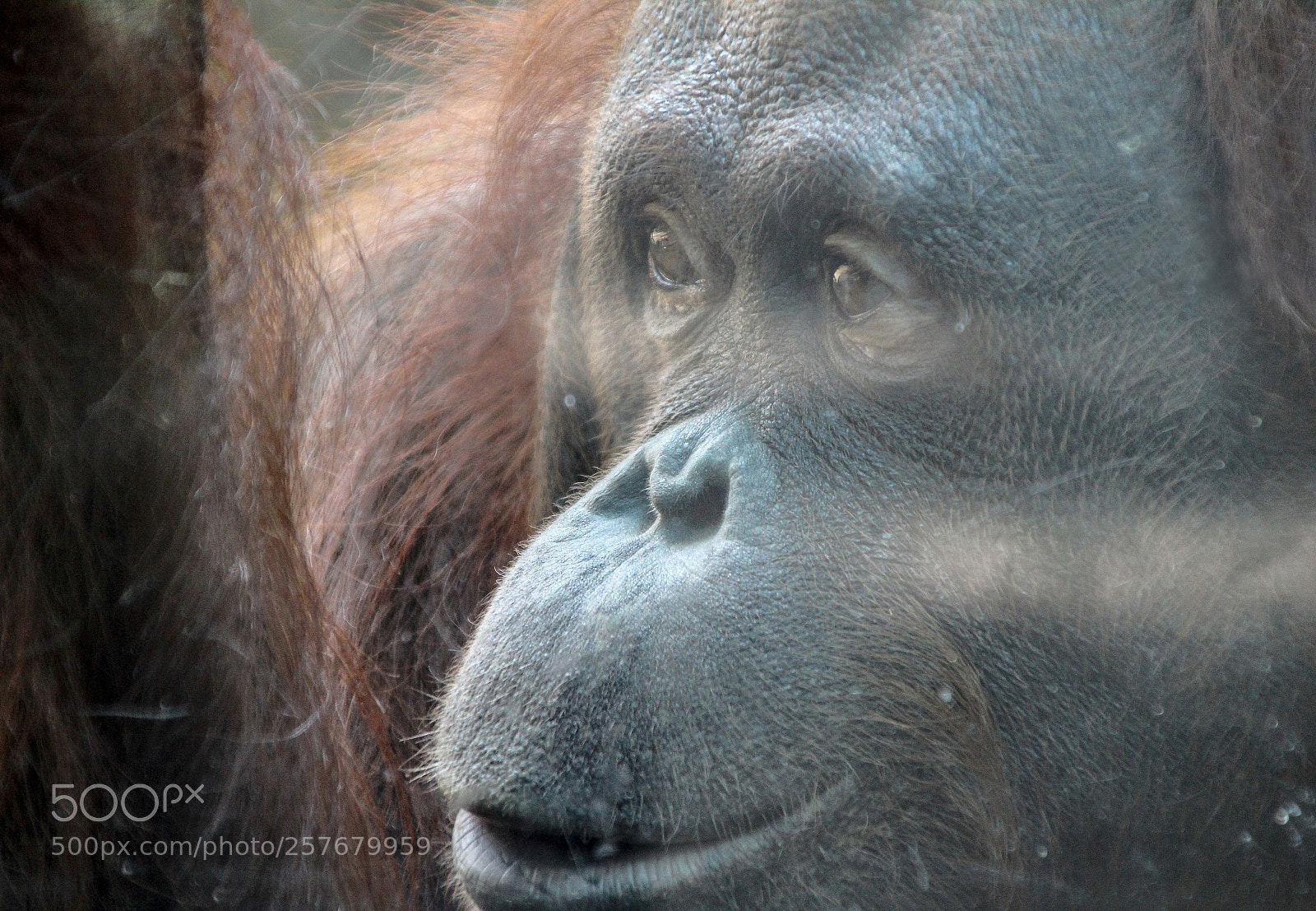 Canon EOS 1300D (EOS Rebel T6 / EOS Kiss X80) sample photo. Duisburg_2018_orang-utan photography