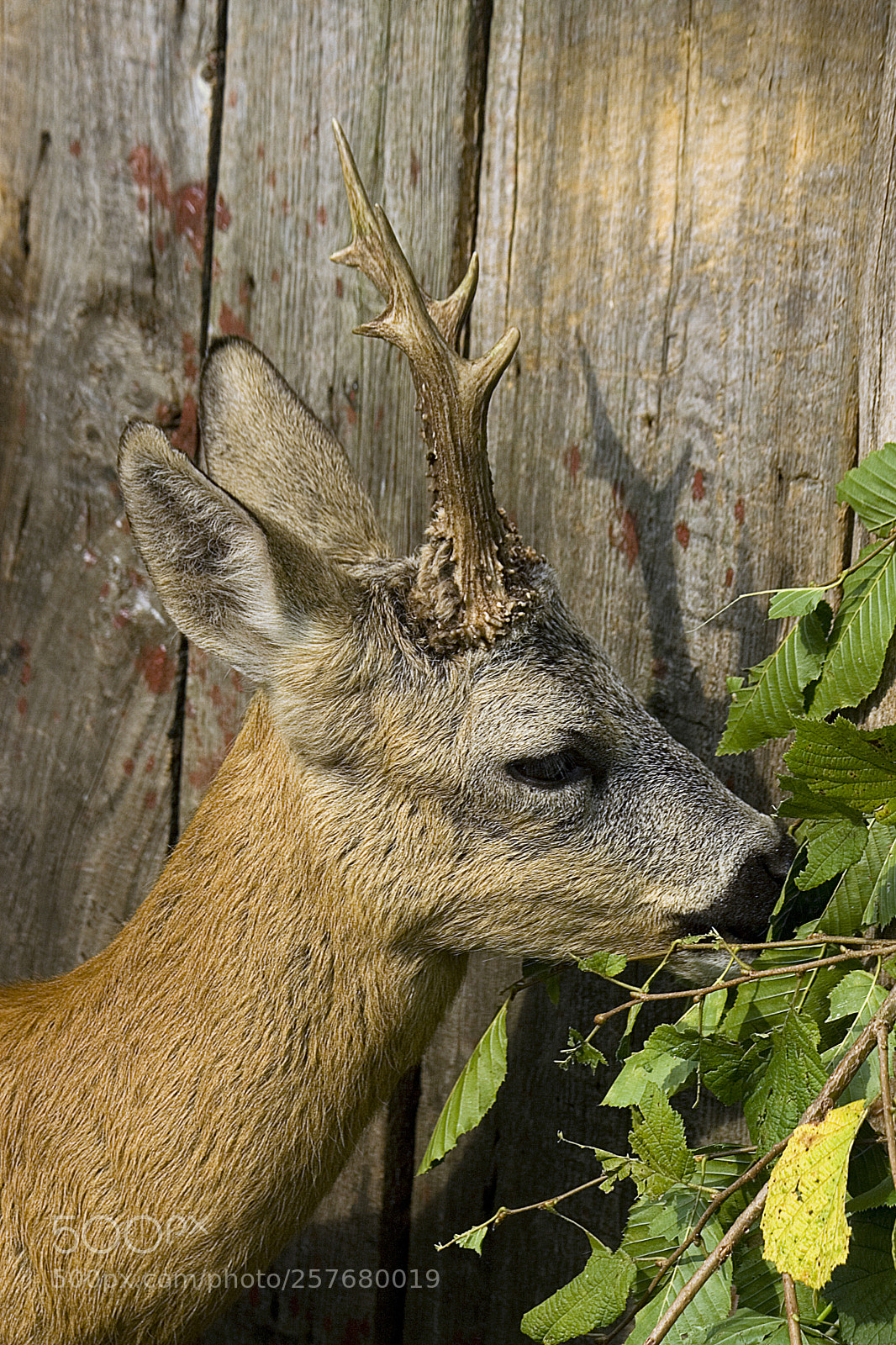 Canon EOS 350D (EOS Digital Rebel XT / EOS Kiss Digital N) sample photo. Deer o photography