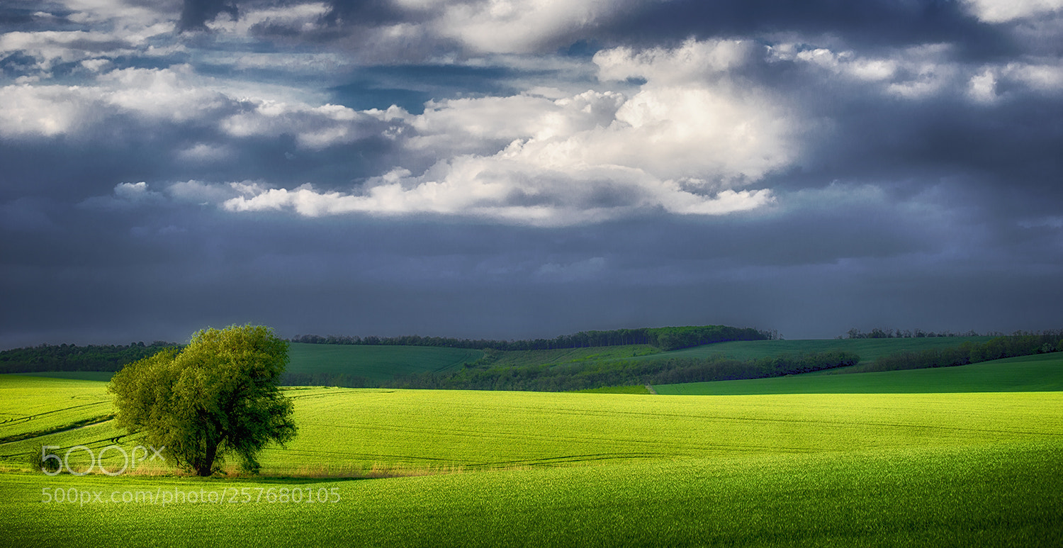 Nikon D610 sample photo. Spring green photography