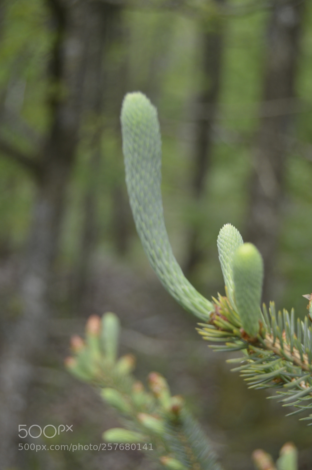Nikon D3200 sample photo. Skøn natur photography