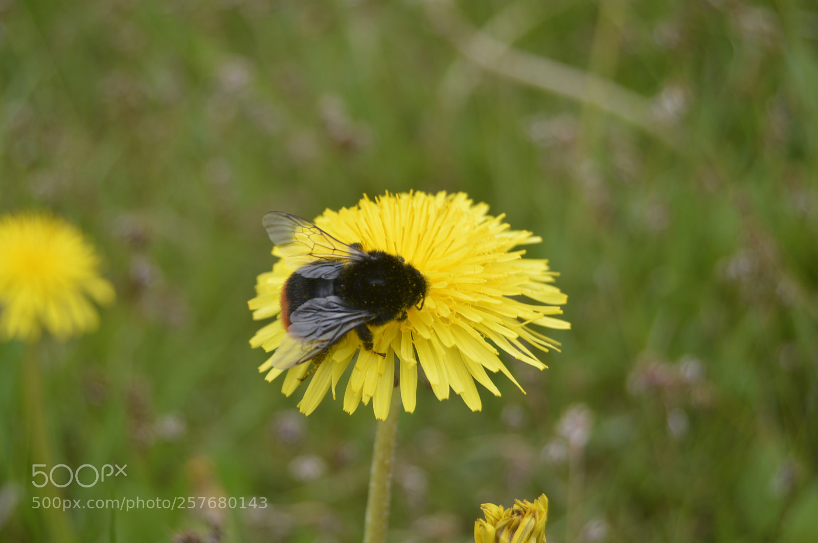 Nikon D3200 sample photo. Skøn natur photography