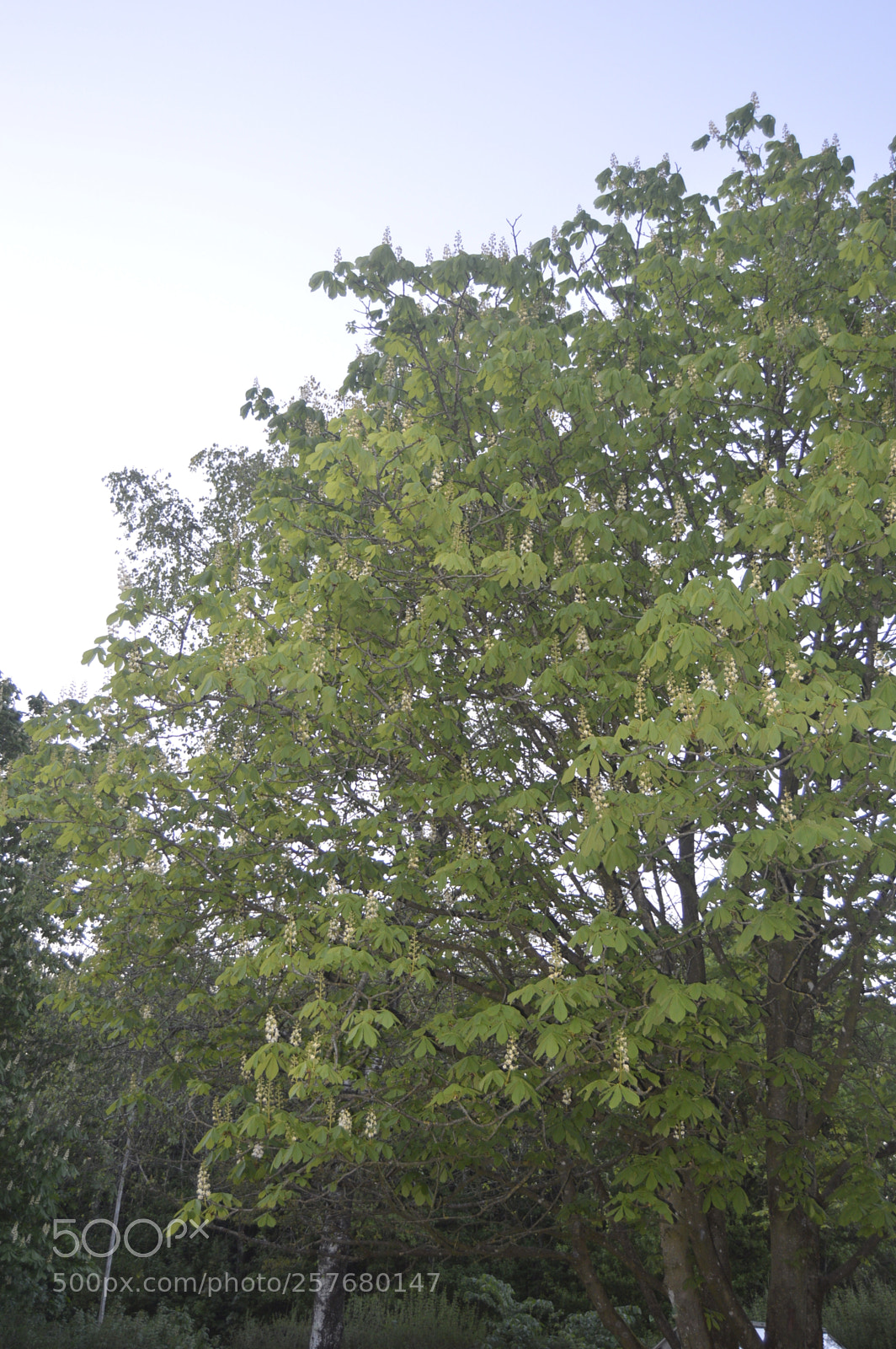 Nikon D3200 sample photo. Skøn natur photography