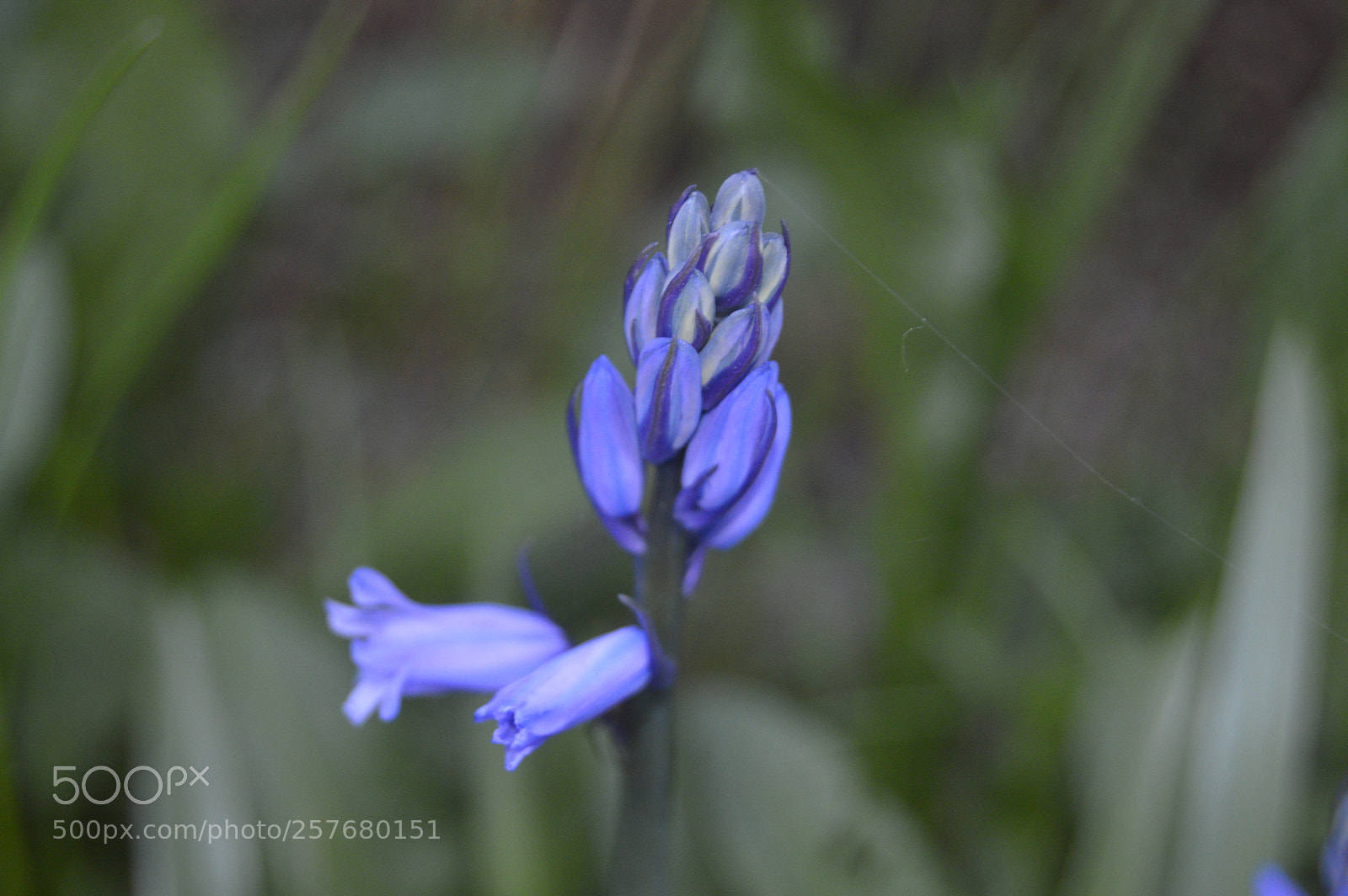 Nikon D3200 sample photo. Skøn natur photography