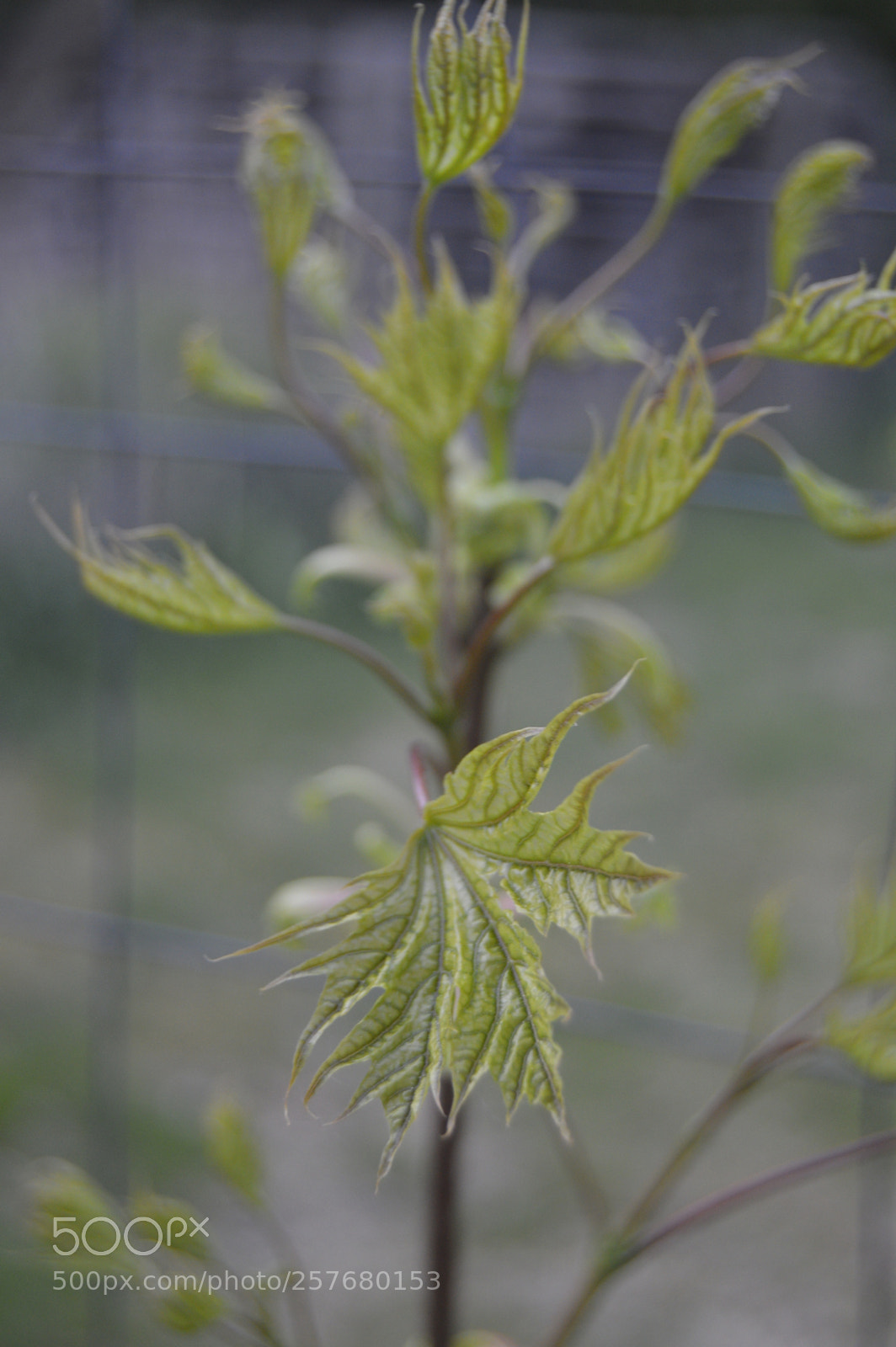 Nikon D3200 sample photo. Skøn natur photography