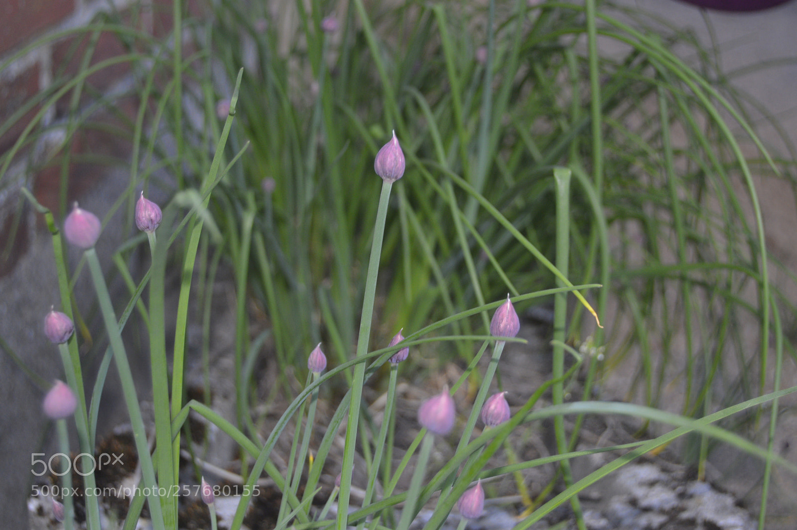 Nikon D3200 sample photo. Skøn natur photography