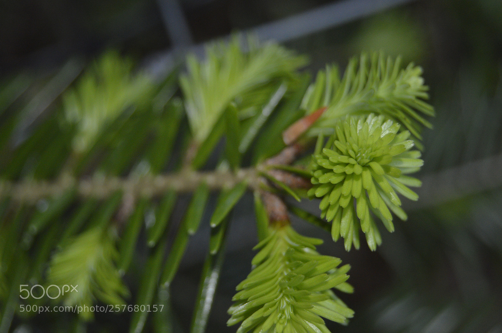 Nikon D3200 sample photo. Skøn natur photography