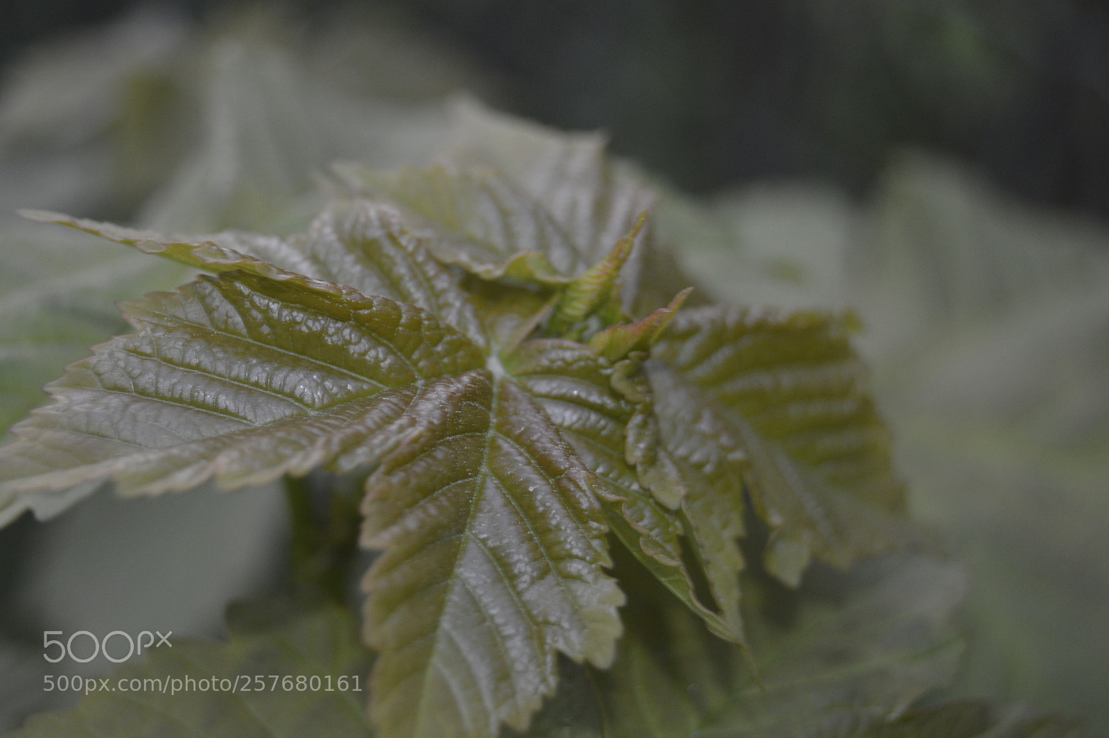 Nikon D3200 sample photo. Skøn natur photography