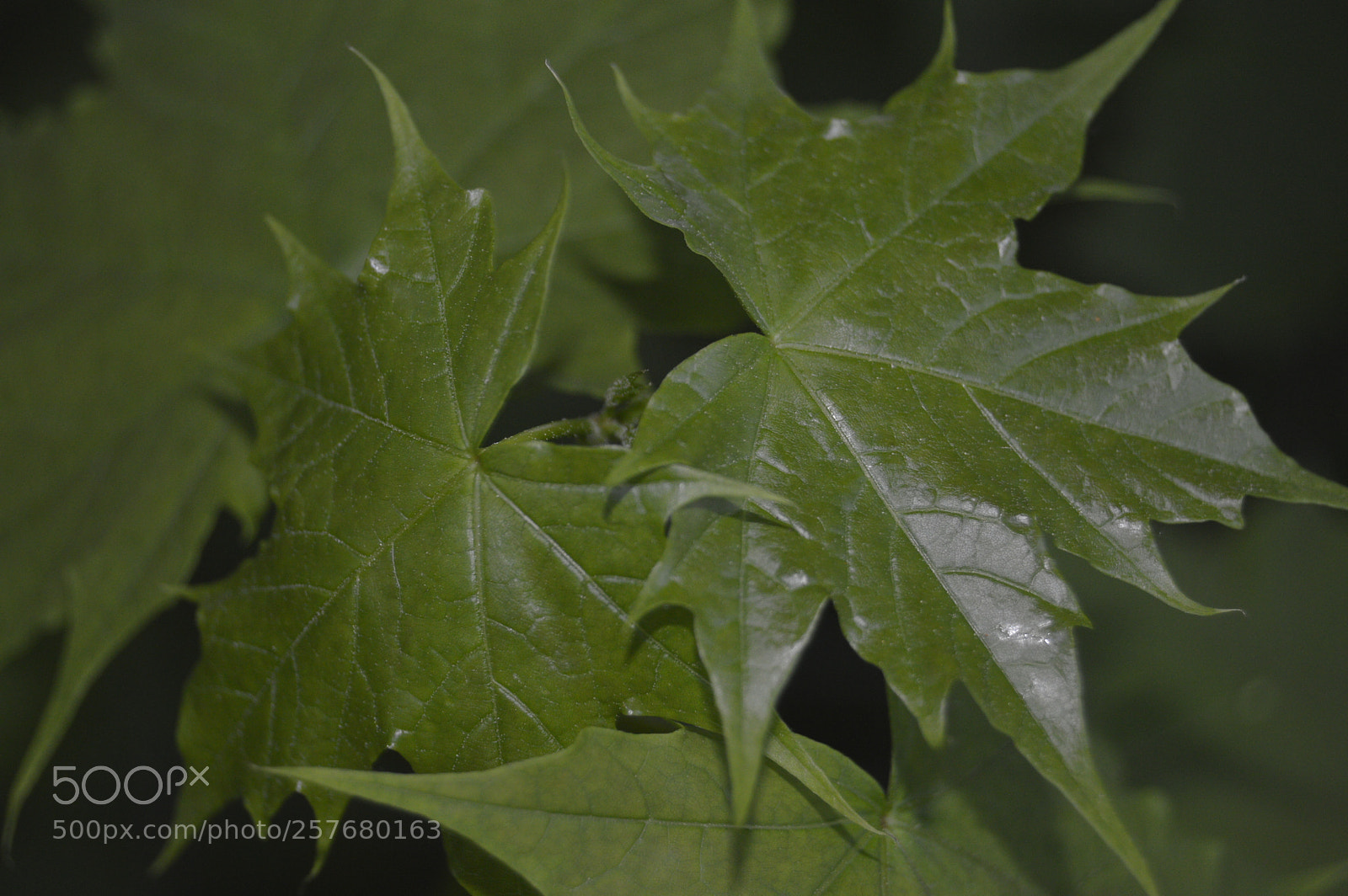 Nikon D3200 sample photo. Skøn natur photography