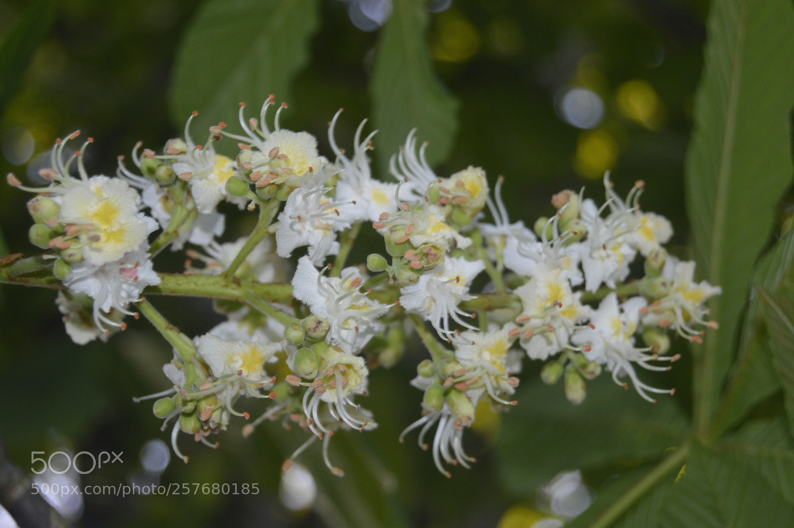 Nikon D3200 sample photo. Skøn natur photography