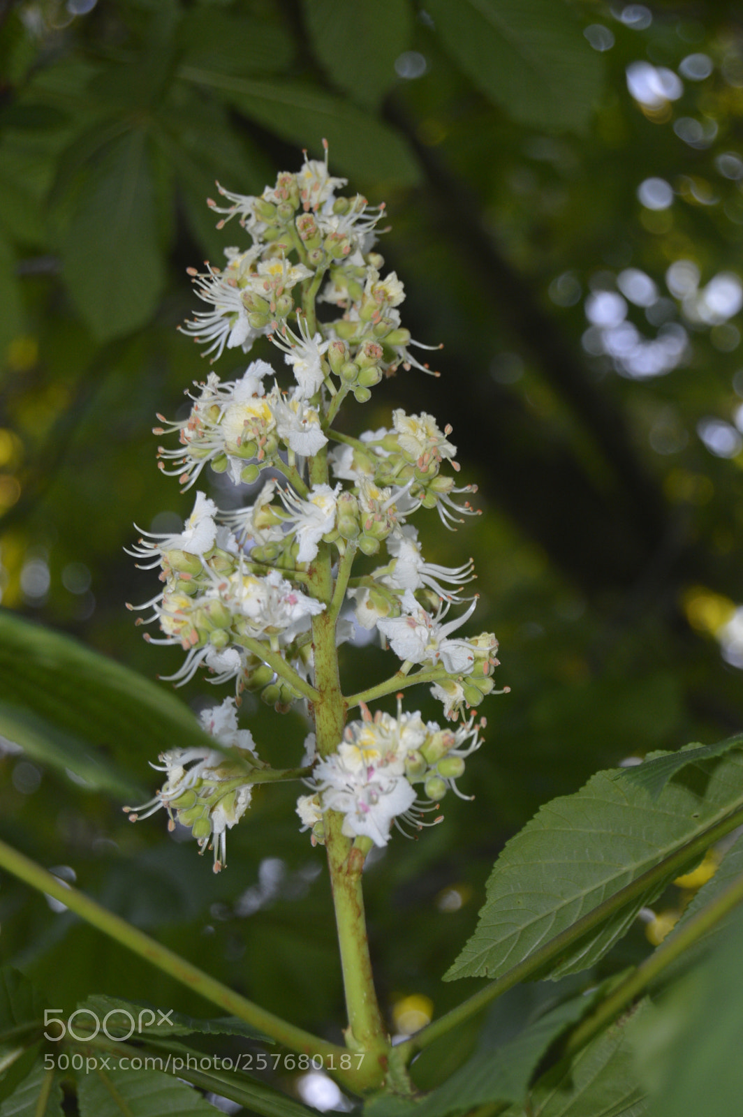 Nikon D3200 sample photo. Skøn natur photography