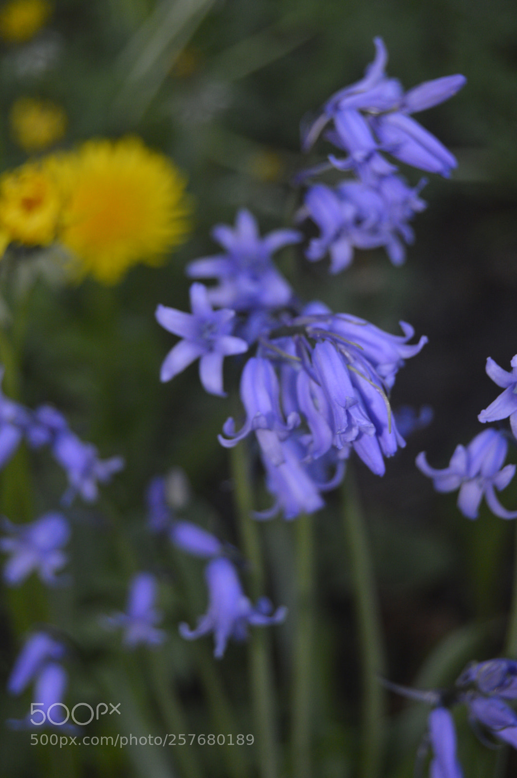 Nikon D3200 sample photo. Skøn natur photography