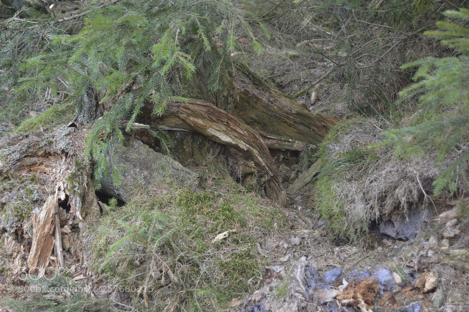 Nikon D3200 sample photo. Skøn natur photography
