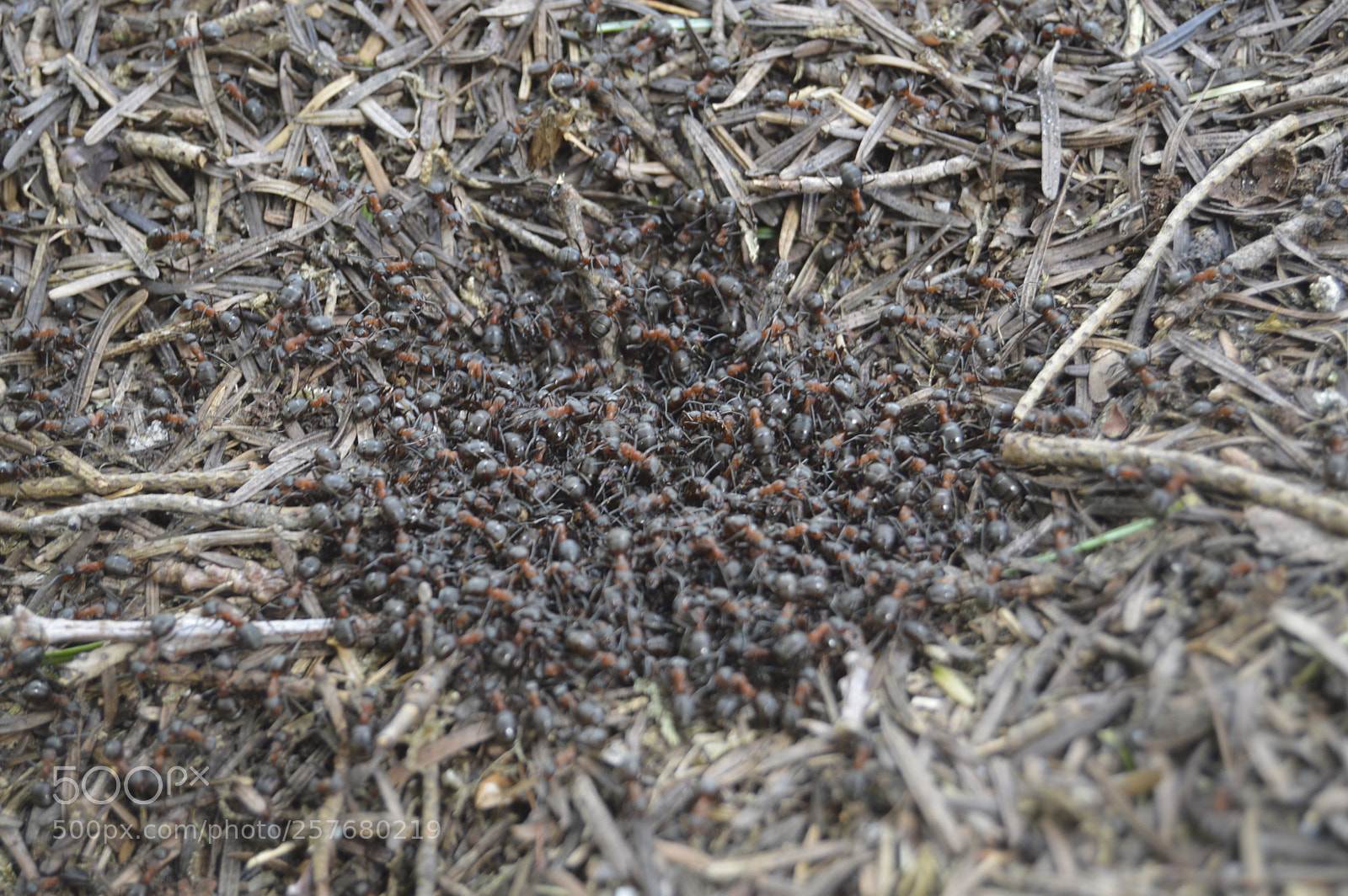 Nikon D3200 sample photo. Skøn natur photography