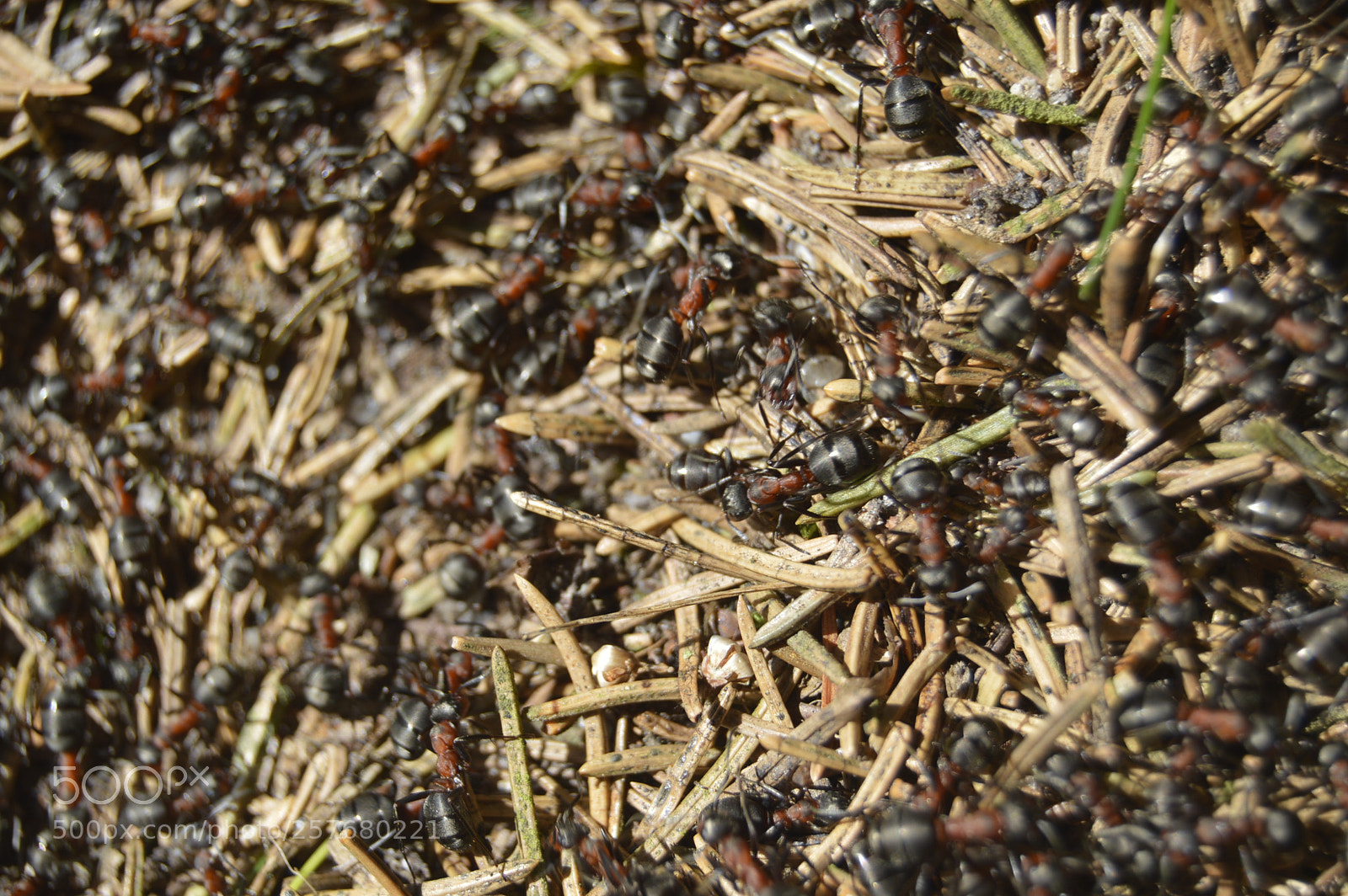 Nikon D3200 sample photo. Skøn natur photography