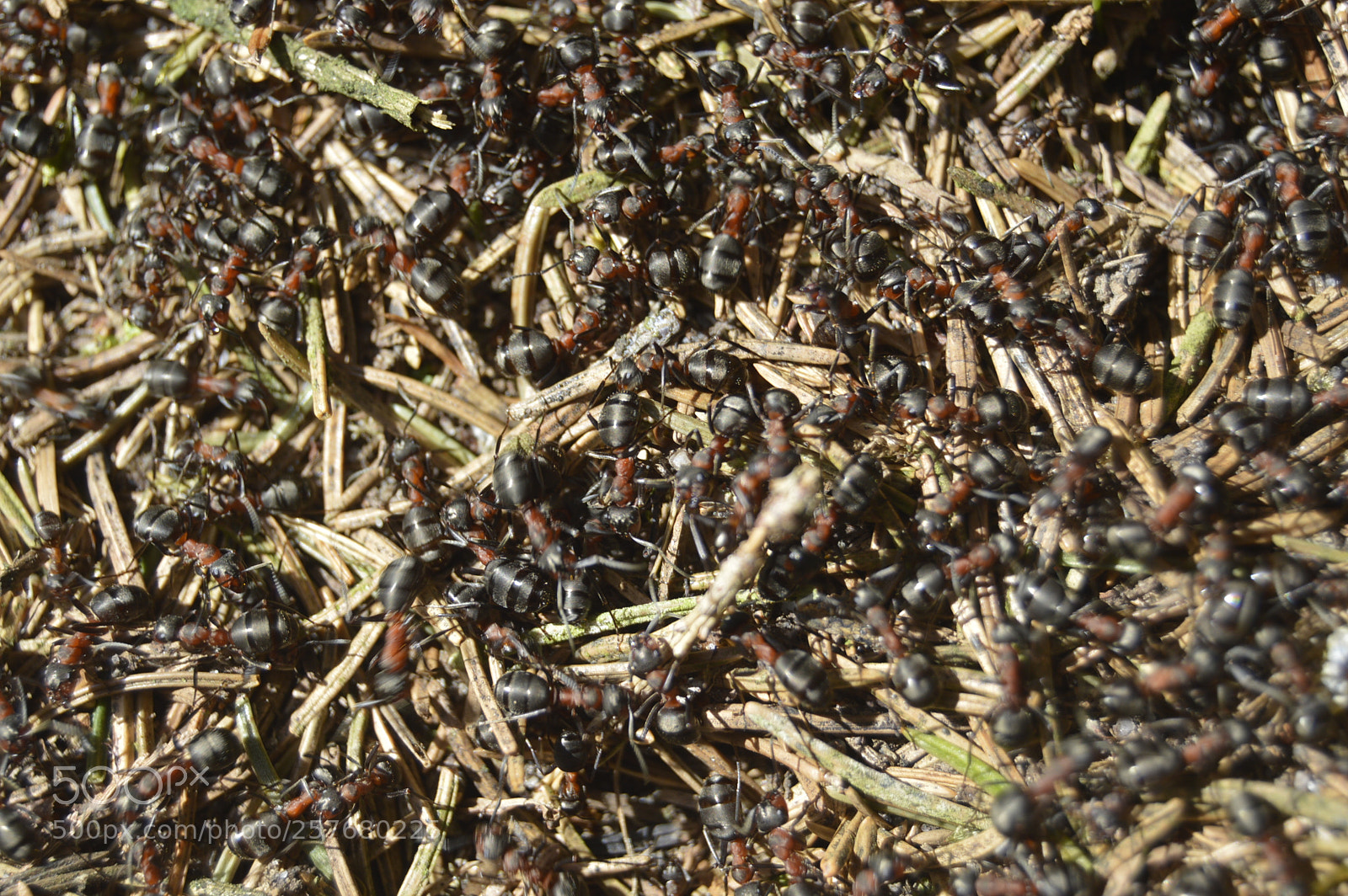 Nikon D3200 sample photo. Skøn natur photography